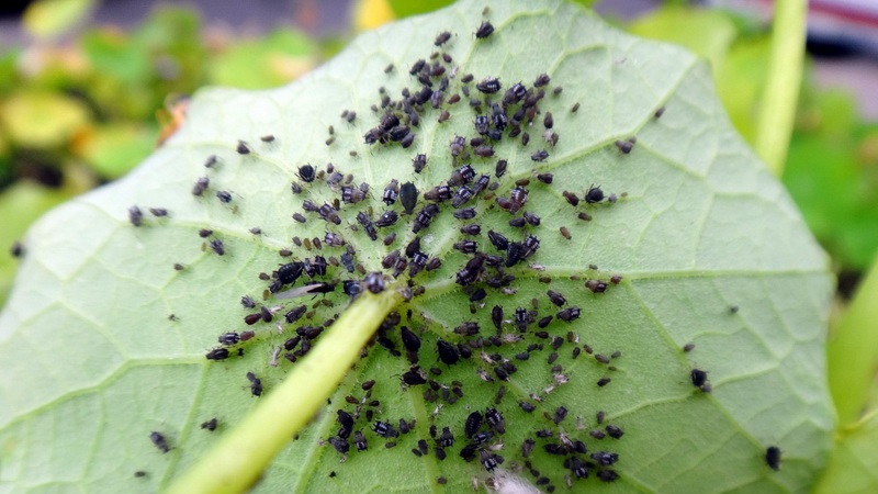 Why is black aphid on cucumbers dangerous and how to deal with the pest as efficiently as possible