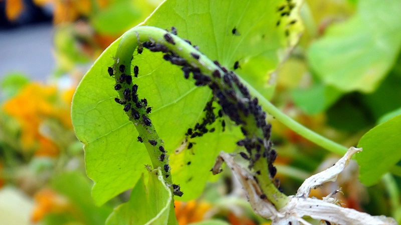Why is black aphid on cucumbers dangerous and how to deal with the pest as efficiently as possible
