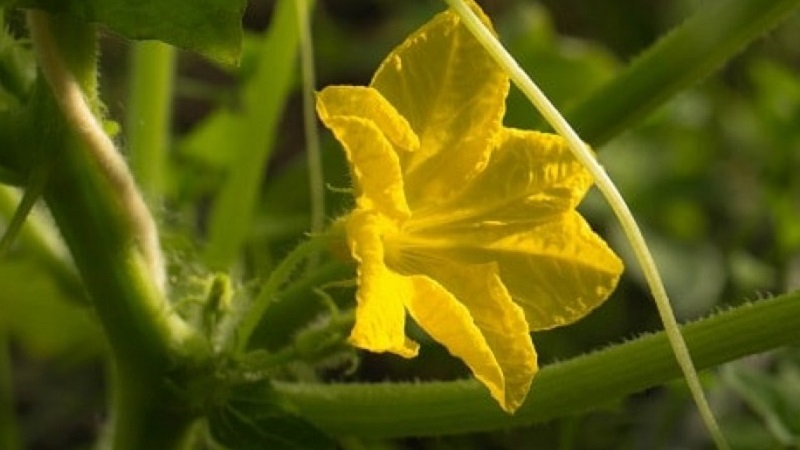 Vad man ska göra med karga blommor på gurkor i ett växthus och hur man kan förhindra deras utseende