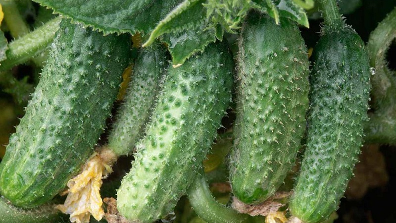 Wat te doen met onvruchtbare bloemen op komkommers in een kas en hoe ze voorkomen kunnen worden
