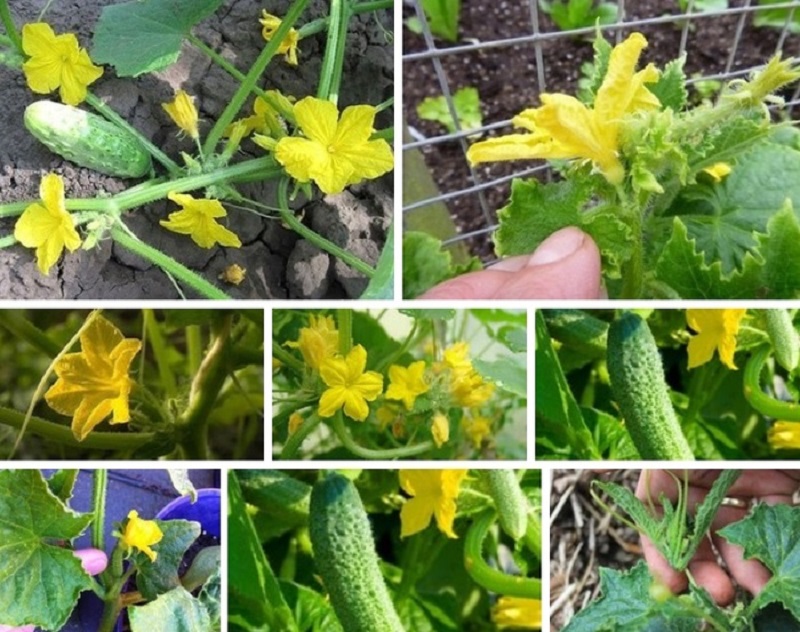 Vad man ska göra med karga blommor på gurkor i ett växthus och hur man kan förhindra deras utseende