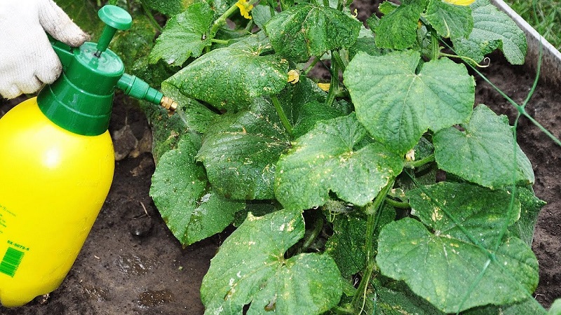 What to do with barren flowers on cucumbers in a greenhouse and how to prevent their appearance