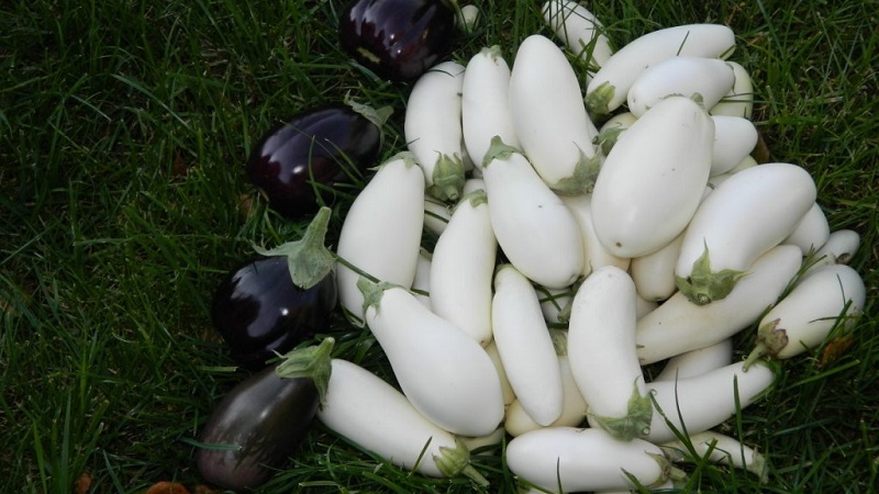 Ano ang mga puting eggplants at kung paano sila naiiba sa mga ordinaryong
