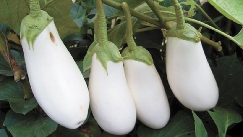 Beyaz patlıcan nedir ve sıradan olanlardan farkı nedir