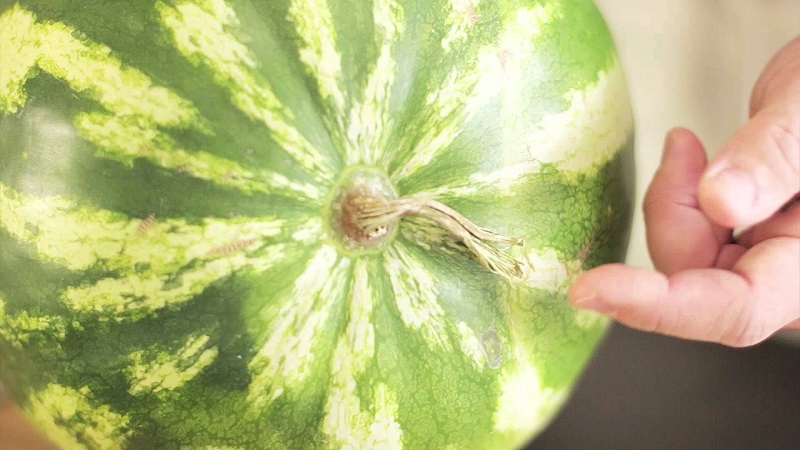 Gumawa ba ng mga watermelon na nakatikim sa bahay