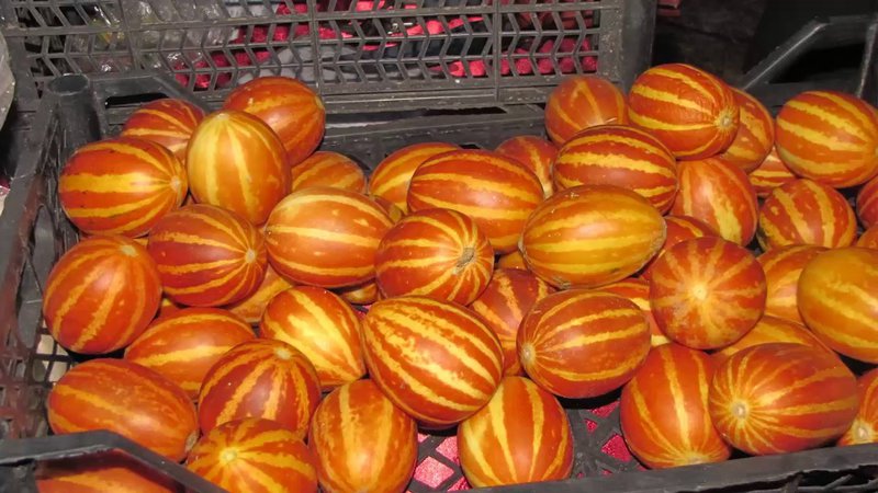 Melon Vietnamese: larawan ng mga prutas, lumalagong maliit na may guhit