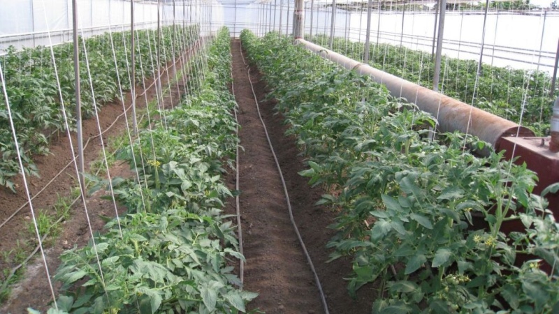 Salatalar ve konserveler için yalan çeşitliliği - hibrit domates Malva f1