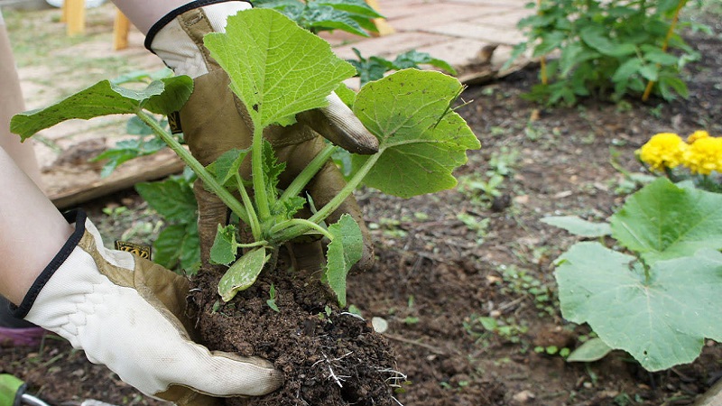 Instruções para o cultivo de abóbora ao ar livre nos Urais: nuances e conselhos para agricultores iniciantes
