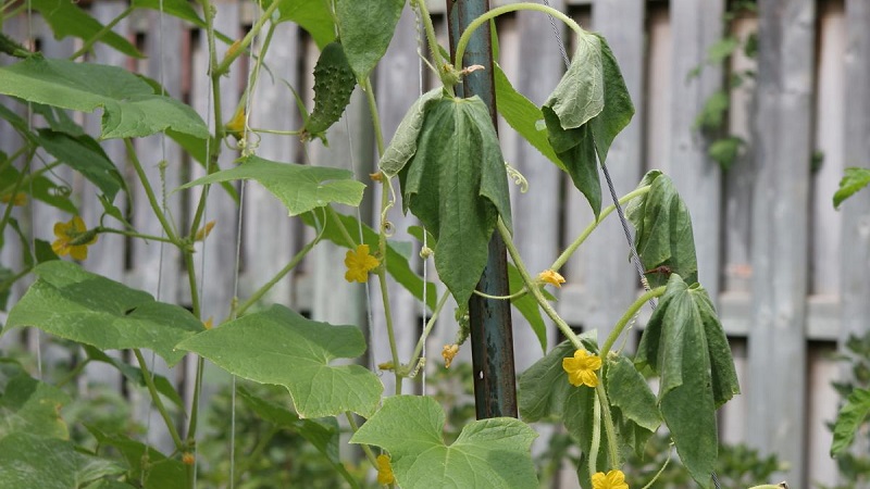 Fusarium salatalık ile nasıl baş edilir: bahçıvanlardan hayat kurtaran tavsiyeler ve kanıtlanmış araçlar