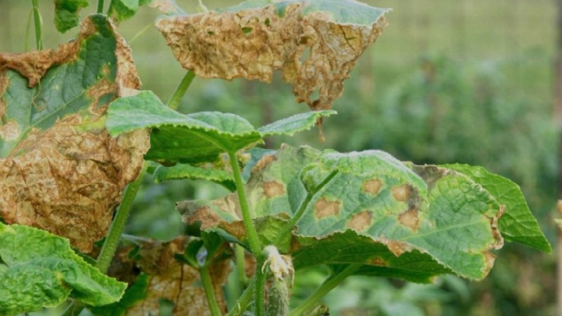 Fusarium salatalık ile nasıl baş edilir: bahçıvanlardan hayat kurtaran tavsiyeler ve kanıtlanmış araçlar
