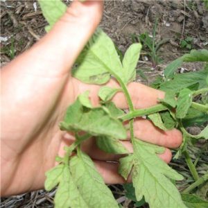 Paano mapupuksa ang aphids na may hindi bababa sa pinsala para sa mga kamatis?