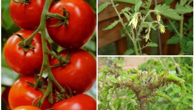 Come sbarazzarsi degli afidi con il minor danno per i pomodori?