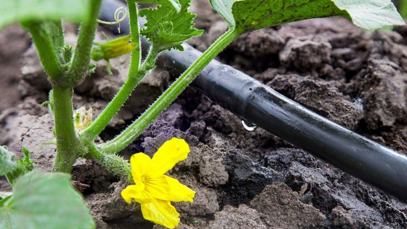 Instructions étape par étape pour les jardiniers novices: comment arroser correctement les concombres