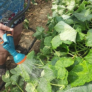 Step-by-step instructions for novice gardeners: how to water cucumbers correctly