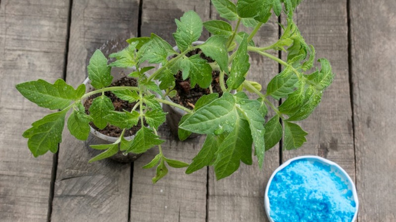 How to properly apply copper sulfate from late blight on tomatoes: step-by-step instructions and useful recommendations