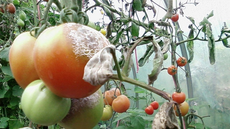 Cómo aplicar correctamente el sulfato de cobre del tizón tardío en los tomates: instrucciones paso a paso y recomendaciones útiles