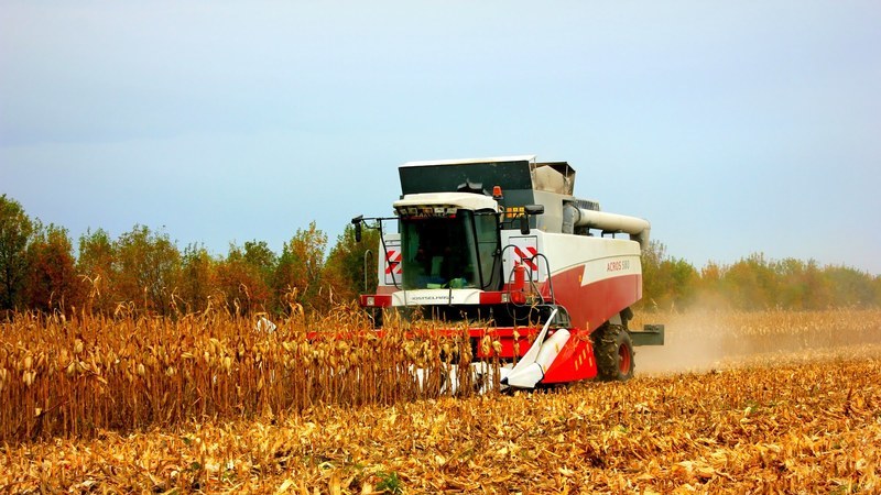 How is the harvesting of corn for grain: terms and stages of the process, further processing and storage of the crop