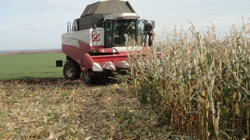 Como é feita a colheita do milho para grão: prazos e etapas do processo, posterior beneficiamento e armazenamento da safra