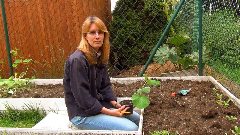 Wie berechnet man die Zeit, zu der ein Kürbis für Setzlinge gepflanzt werden muss?