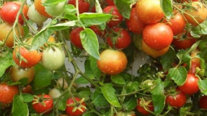 سنخبرك ونوضح لك كيفية زراعة انفجار طماطم وماذا تفعل للحصول على محصول غني من الطماطم