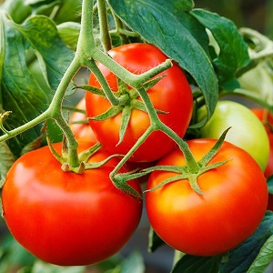 سنخبرك ونوضح لك كيفية زراعة انفجار الطماطم وماذا تفعل للحصول على محصول غني من الطماطم