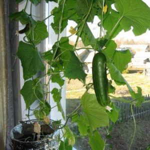 Bir apartman dairesinde bir pencere kenarında salatalık nasıl yetiştirilir: zengin bir hasat yetiştirmek için teknoloji