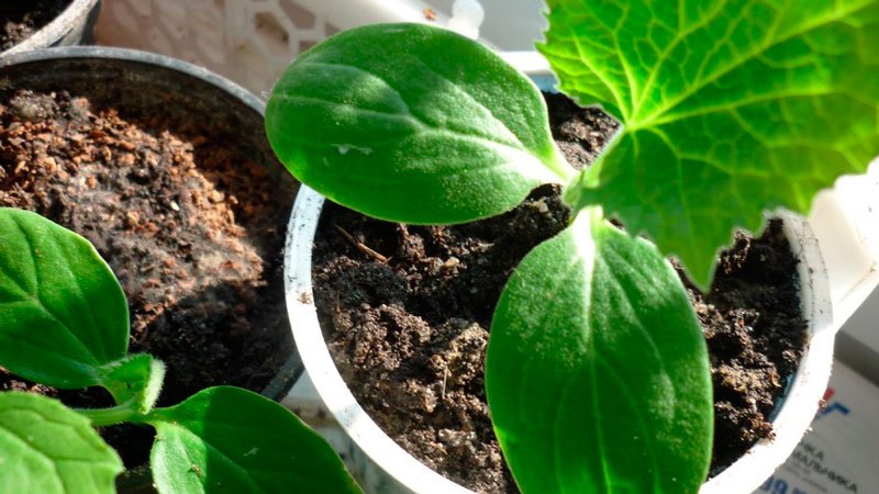 Bir apartman dairesinde bir pencere kenarında salatalık nasıl yetiştirilir: zengin bir hasat yetiştirmek için teknoloji