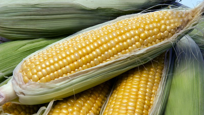 How to freeze corn on the cob at home: storage options and tips from experienced housewives