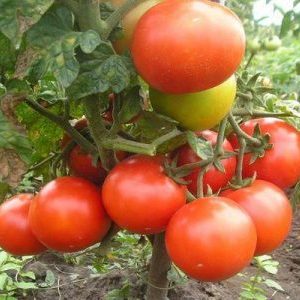 סקירה של עגבניות קיץ גן היברידי מוקדם: סקירת תושבי הקיץ והוראות לגידול הכלאה