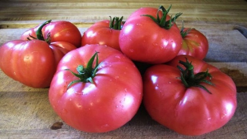 Kesäasukkaiden rakastama tomaatti Mikado, jolla on rikas alalaji ja vahva immuniteetti - kasvatamme sitä itse ilman vaivaa