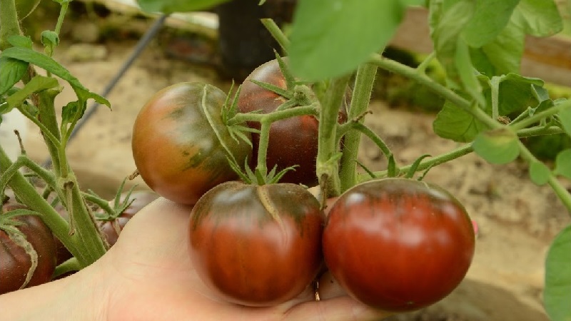 Cà chua Mikado được cư dân mùa hè yêu thích với bảng màu phong phú của các loài phụ và khả năng miễn dịch mạnh mẽ - chúng tôi tự trồng mà không gặp rắc rối
