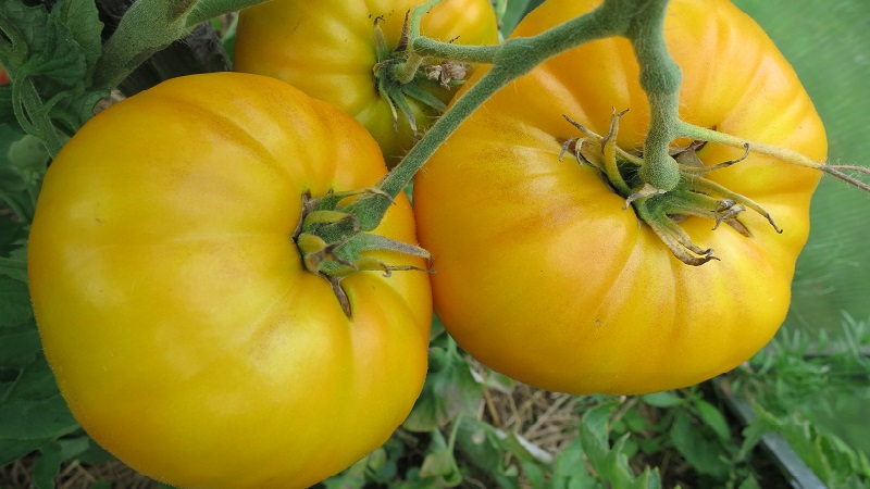 Tomato Mikado được cư dân mùa hè yêu thích với bảng màu phong phú của các loài phụ và khả năng miễn dịch mạnh mẽ - chúng tôi tự trồng mà không gặp rắc rối