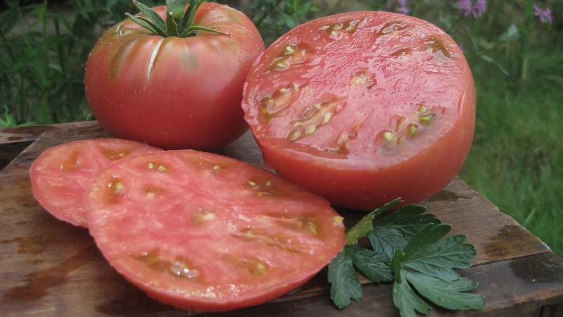 Tomate Mikado, die von Sommerbewohnern mit einer reichen Palette an Unterarten und starker Immunität geliebt wird - wir wachsen ohne Probleme