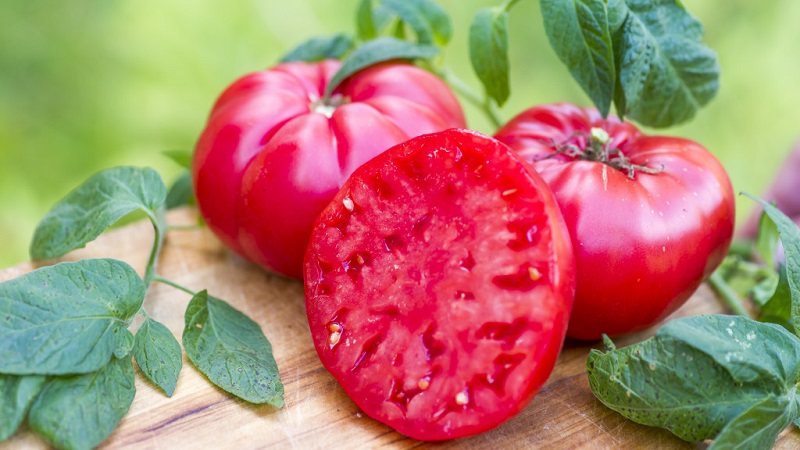 עגבנייה מיקאדו אהובה על תושבי הקיץ עם לוח עשיר של תת-מין וחסינות חזקה - אנו מגדלים אותה בעצמנו ללא טרחה