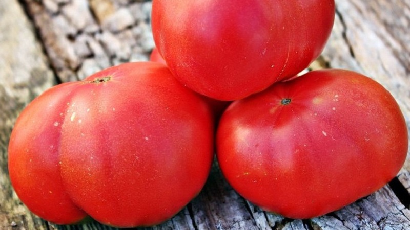 Tomato Mikado được cư dân mùa hè yêu thích với bảng màu phong phú của các loài phụ và khả năng miễn dịch mạnh mẽ - chúng tôi tự phát triển mà không gặp rắc rối