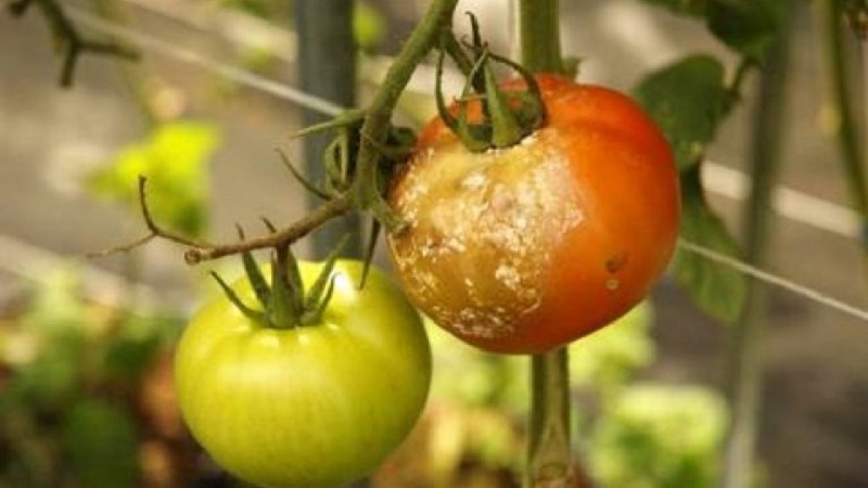 Je li moguće tretirati rajčicu furacilinom od kasnoga bljedilo i kakav će biti učinak?