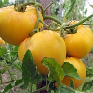 אחד הזנים הטעימים ביותר לצריכה טרייה הוא עגבניות הענק הצהוב
