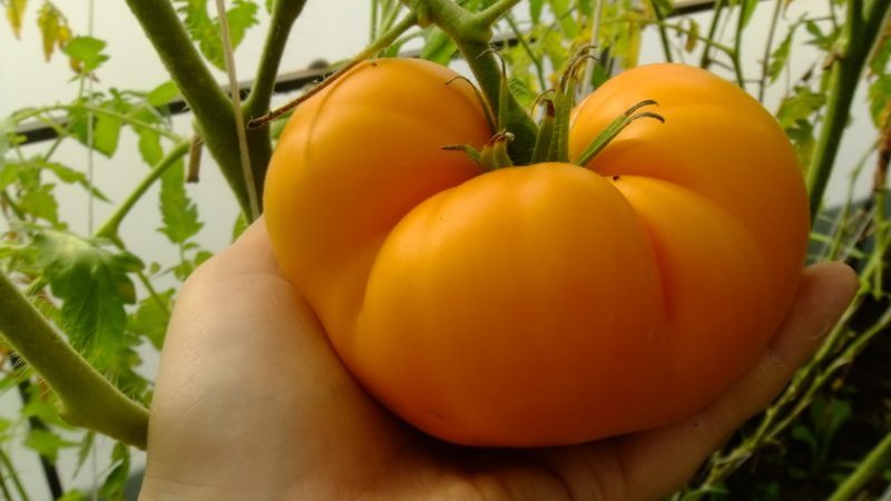 Uma das variedades mais deliciosas para consumo in natura é o tomate gigante amarelo