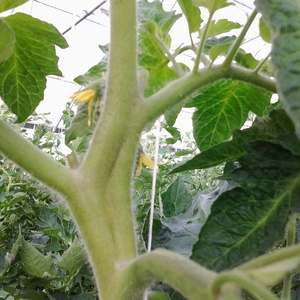 Proč barva rajčat ve skleníku klesá: co dělat, abyste zachránili plodinu rajčete