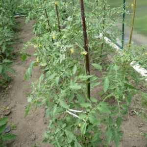 Proč barva rajčat ve skleníku klesá: co dělat, abyste zachránili plodinu rajčete