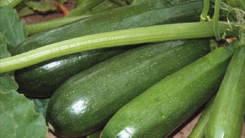 Domestic and imported bush marrow varieties: the most popular representatives and their features