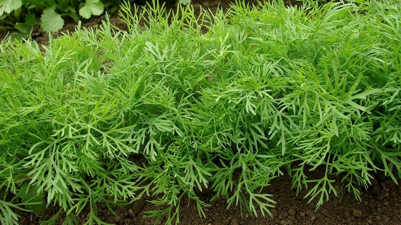 Why does dill turn yellow in the garden and what to do to prevent it