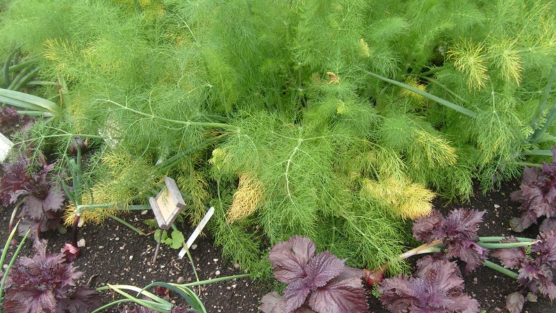 Why does dill turn yellow in the garden and what to do to prevent it