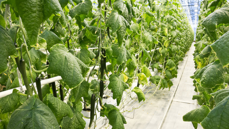 Causes and methods of treatment for black plaque on cucumber leaves in a greenhouse