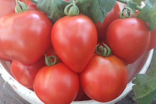 Variedade de tomate Morangueiro - Resistência a doenças siberianas e alto rendimento