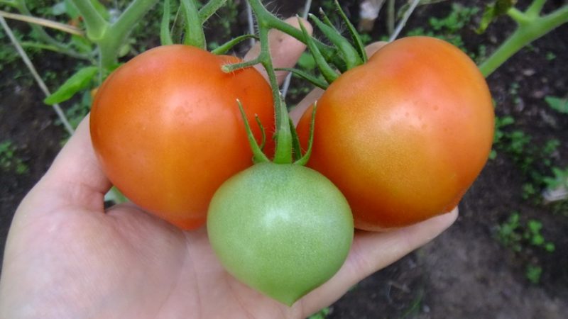 Tomato variety Strawberry tree - Siberian disease resistance and high yield