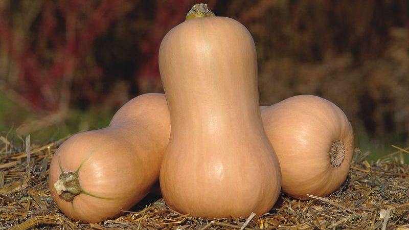 Dutch early ripe hybrid of Matilda pumpkin: we grow up to 15 kg of fruits per square meter