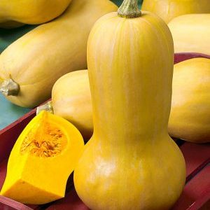 Dutch early ripe hybrid of Matilda pumpkin: we grow up to 15 kg of fruits per square meter