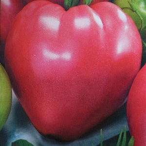Opbrengst stabiel en ziekteresistente tomaat Suikerbizon: kenmerken en beschrijving van het ras