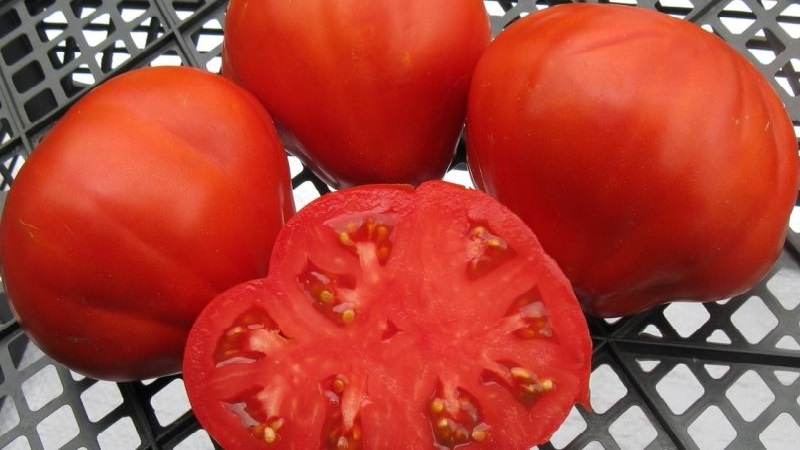 مستقر في المحصول ومقاوم للأمراض طماطم سكر بيسون: خصائص ووصف الصنف